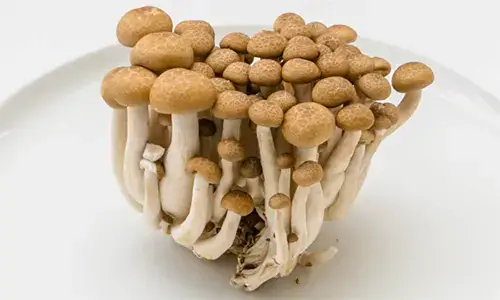 Jamur Shimeji Coklat