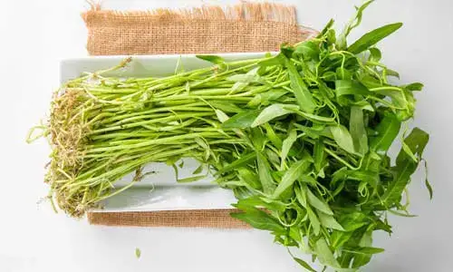 Kangkung Hidroponik The Good Harvest